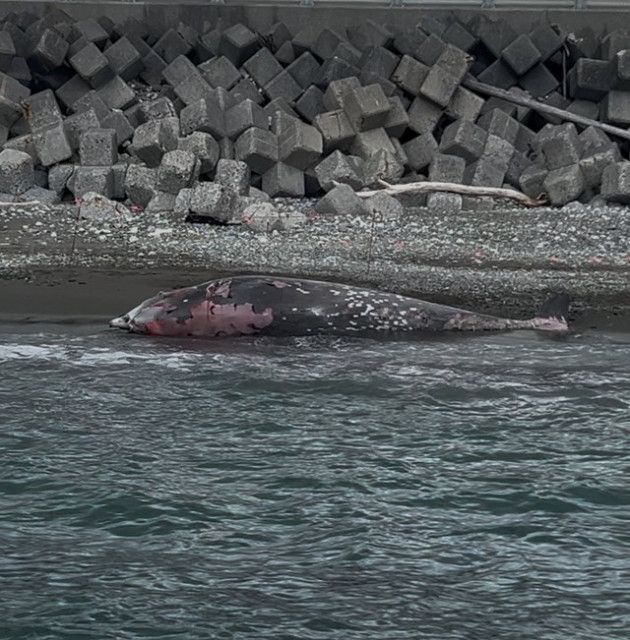 【SNS】漂着したクジラ…胸ビレは盗まれ、刃物で名を彫ろうとした傷跡「こんな事は初めて」　実は、違法行為です